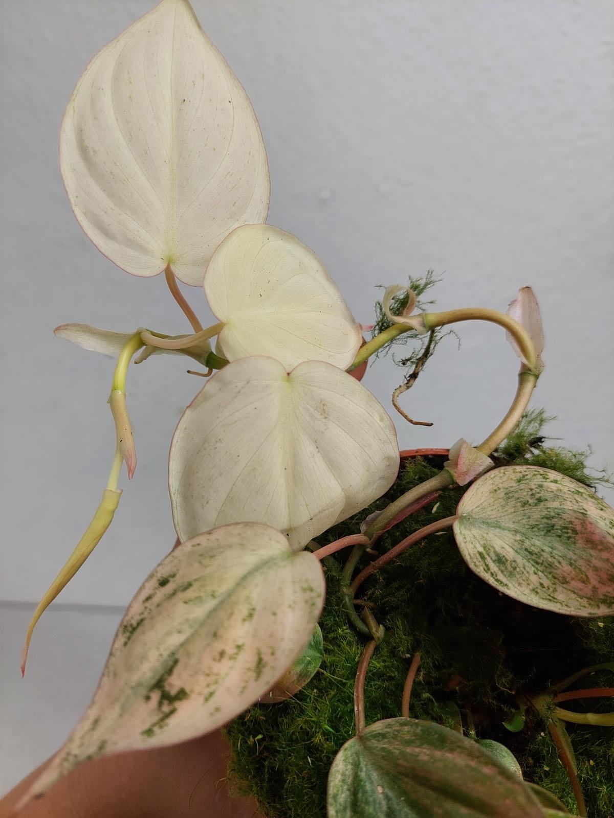 Philodendron Micans Pink Variegata
