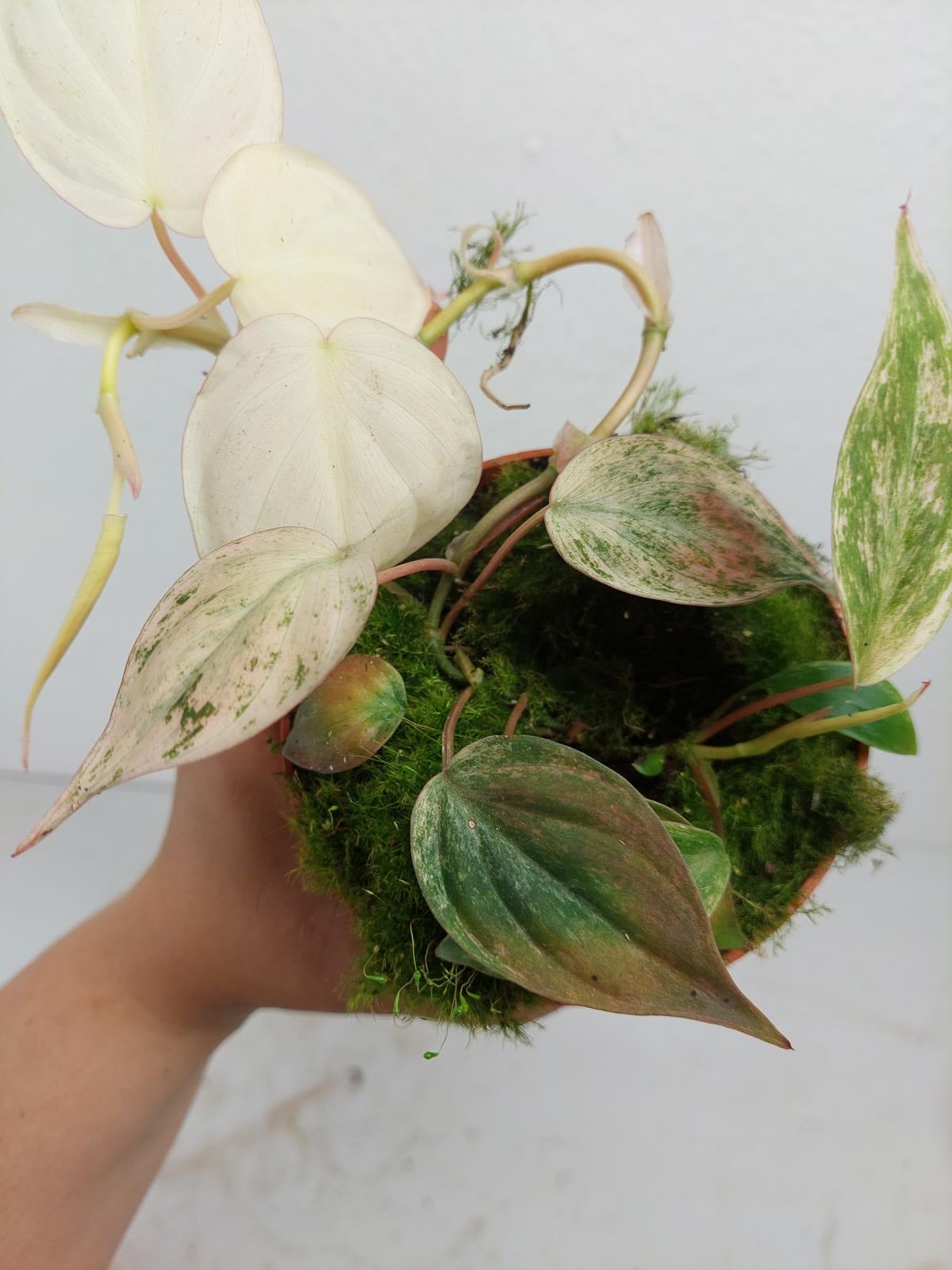 Philodendron Micans Pink Variegata