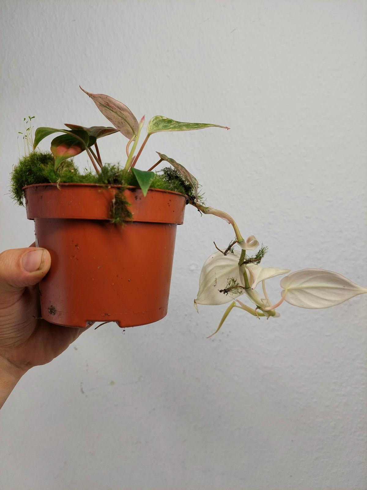 Philodendron Micans Pink Variegata