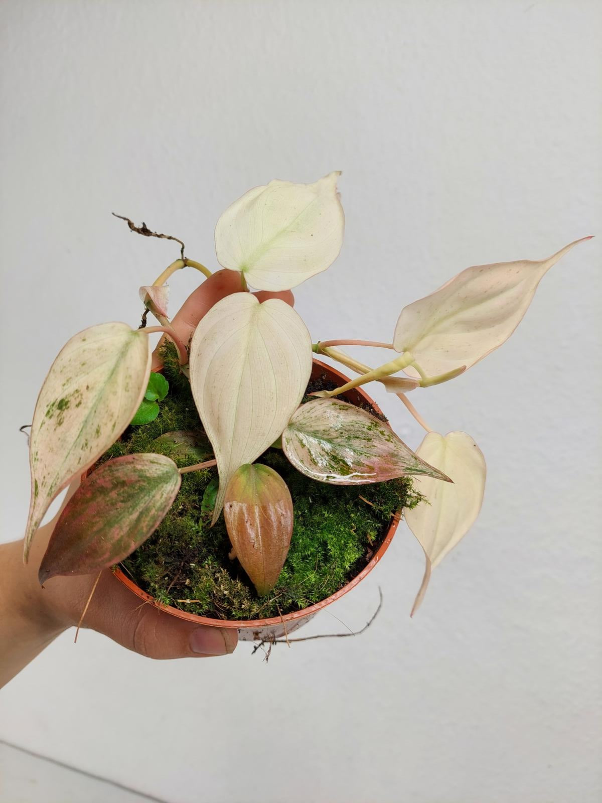 Philodendron Micans Pink Variegata