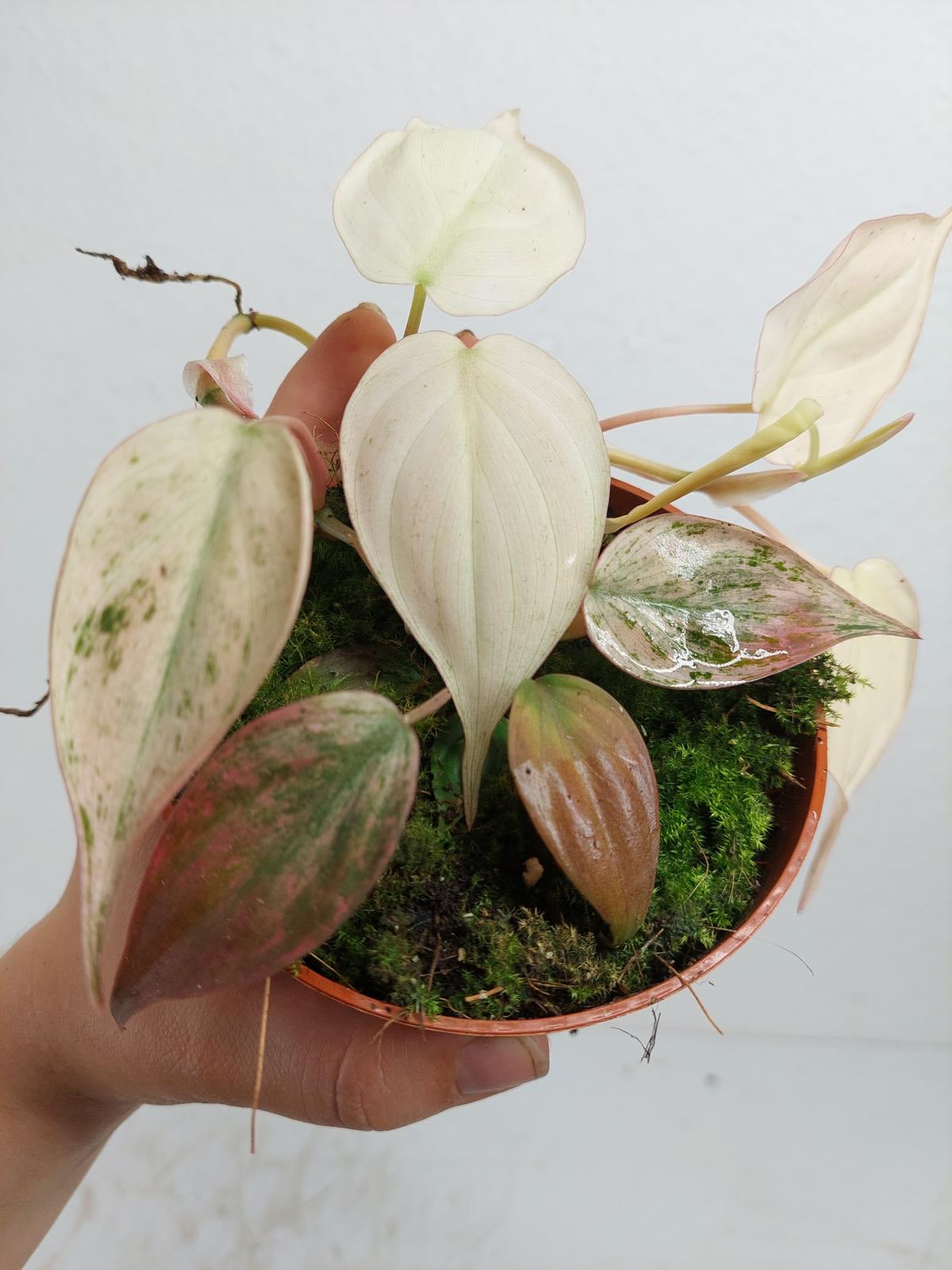 Philodendron Micans Pink Variegata