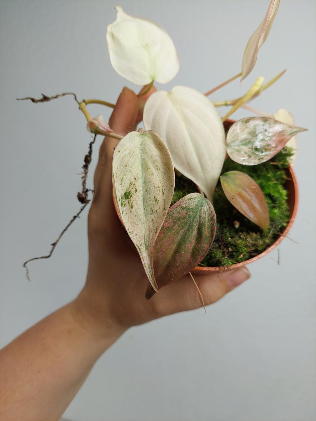 Philodendron Micans Pink Variegata