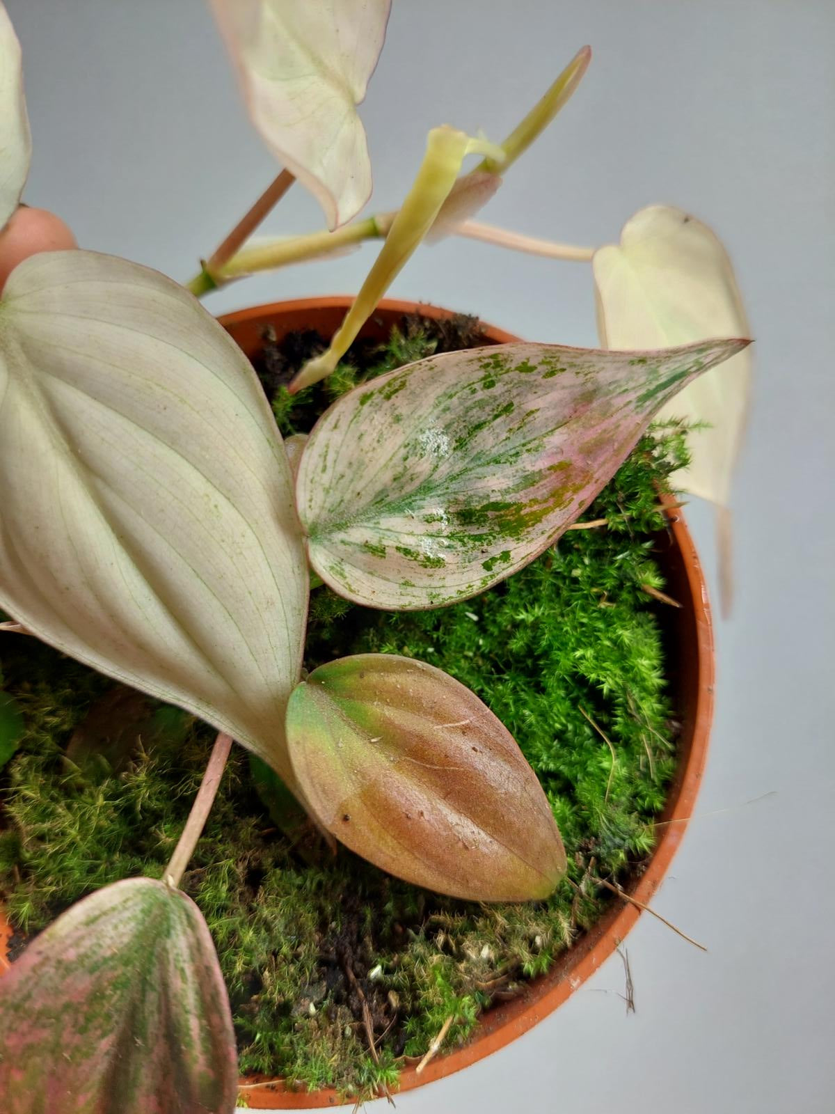 Philodendron Micans Pink Variegata