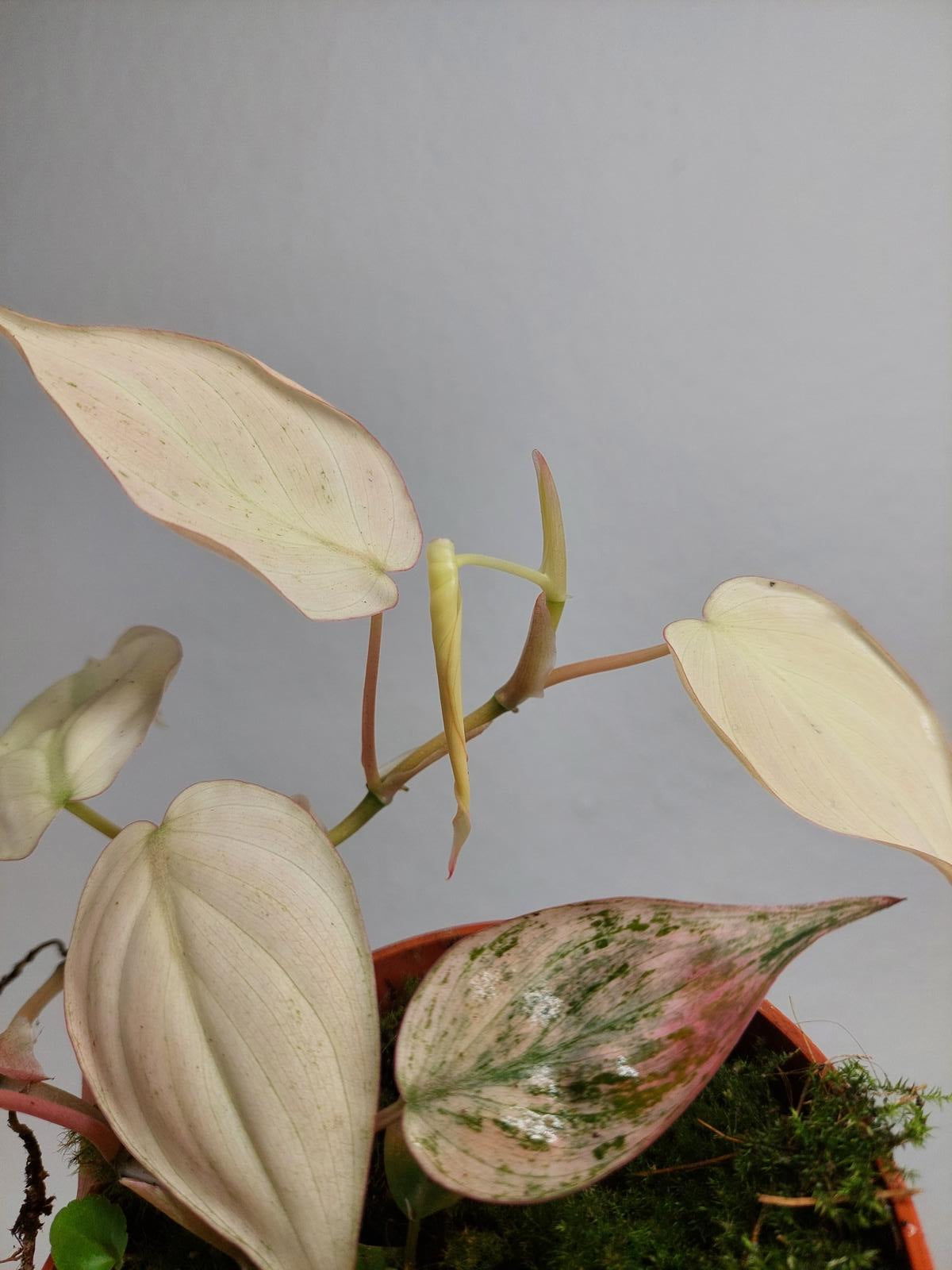 Philodendron Micans Pink Variegata