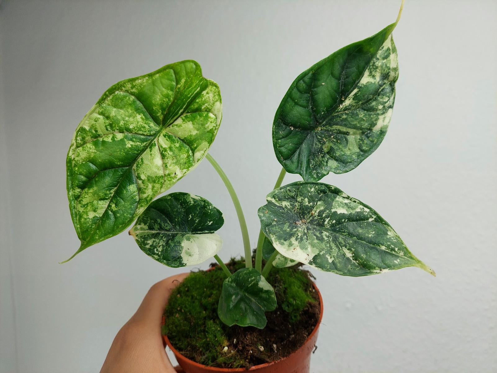 Alocasia Dragon Scale Variegata