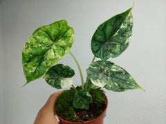 Alocasia Dragon Scale Variegata