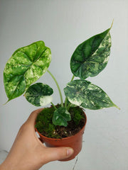 Alocasia Dragon Scale Variegata