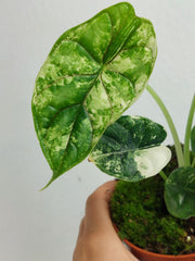 Alocasia Dragon Scale Variegata