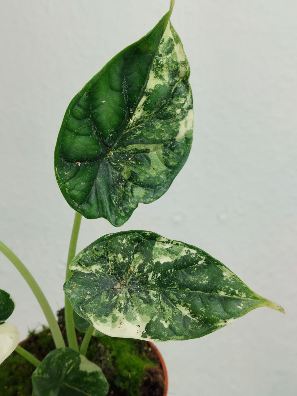Alocasia Dragon Scale Variegata