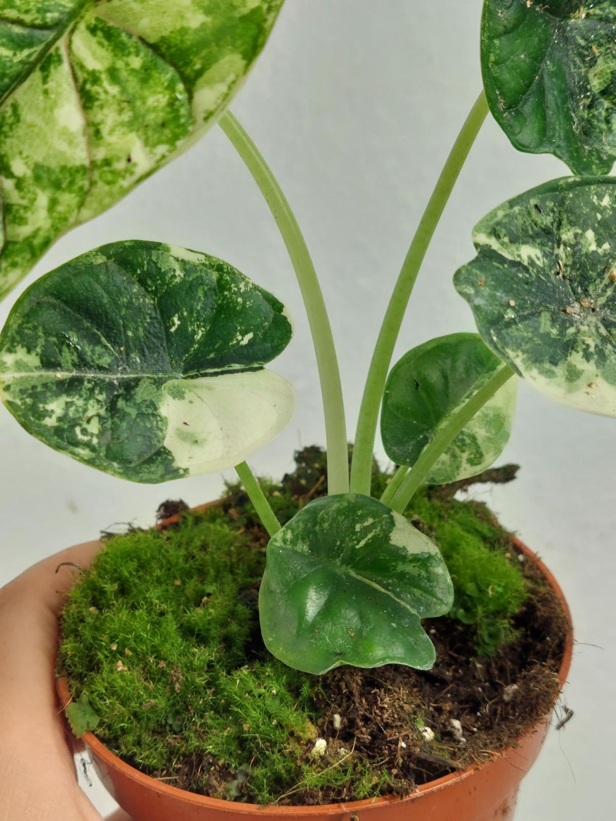 Alocasia Dragon Scale Variegata