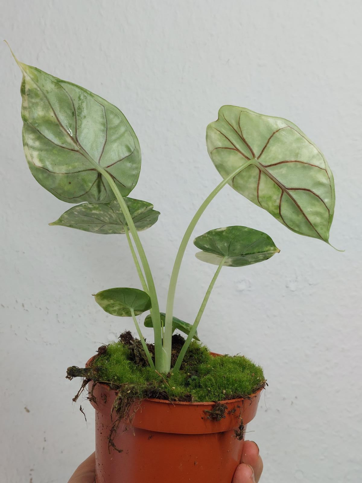 Alocasia Dragon Scale Variegata