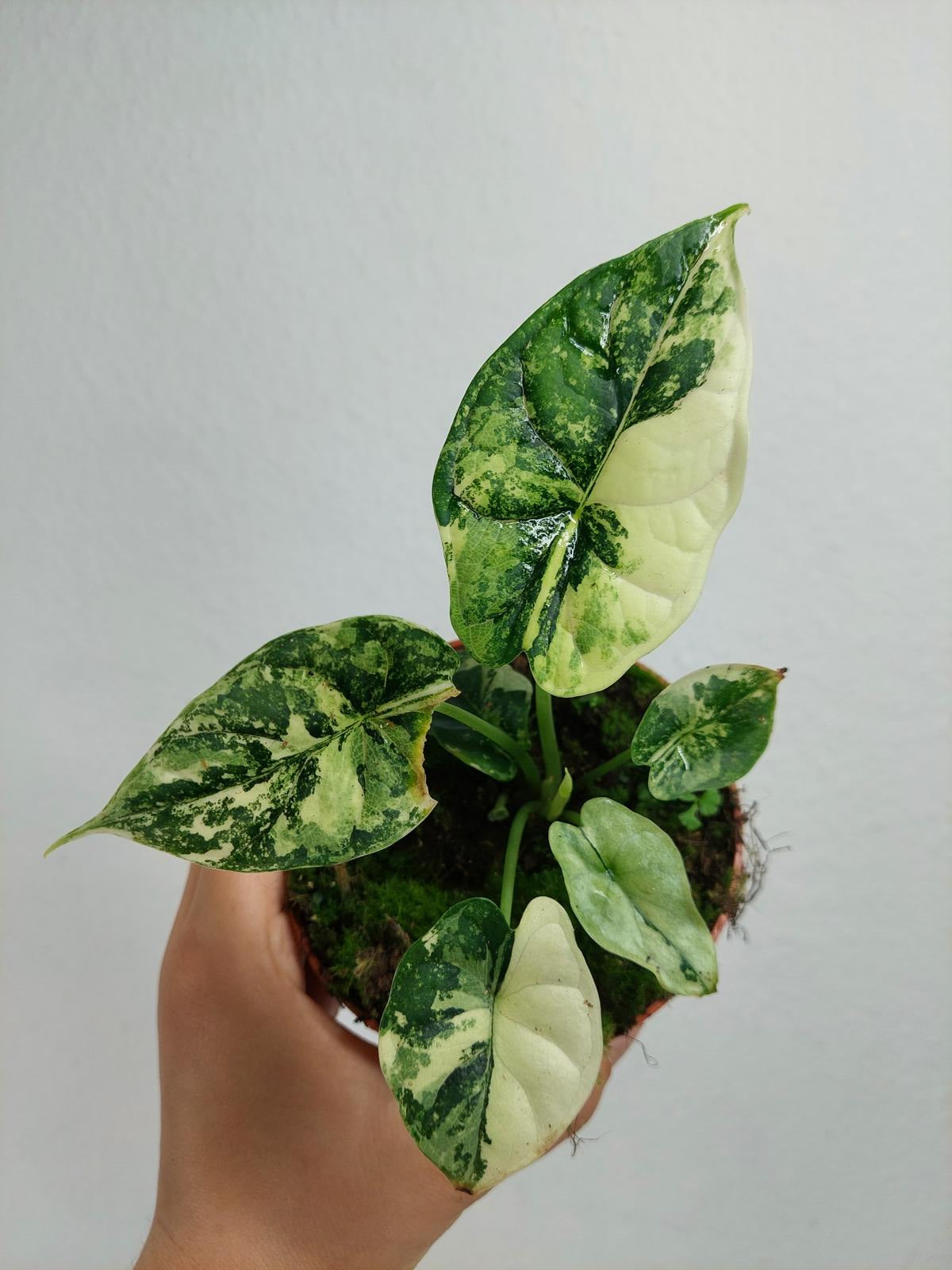 Alocasia Dragon Scale Variegata
