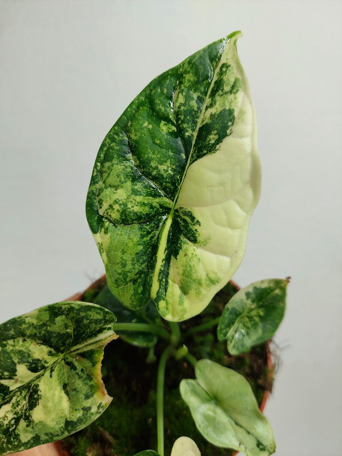 Alocasia Dragon Scale Variegata