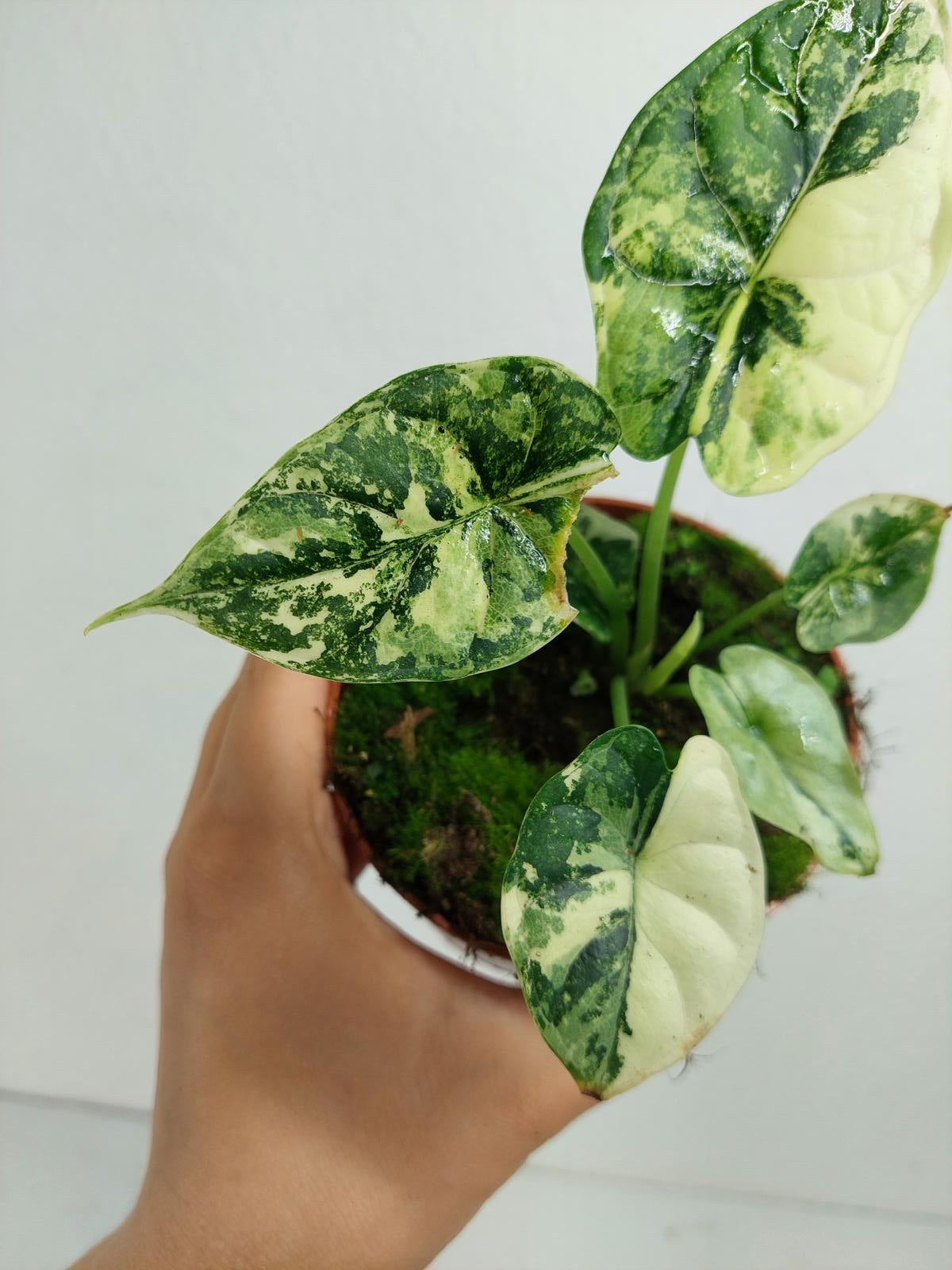 Alocasia Dragon Scale Variegata