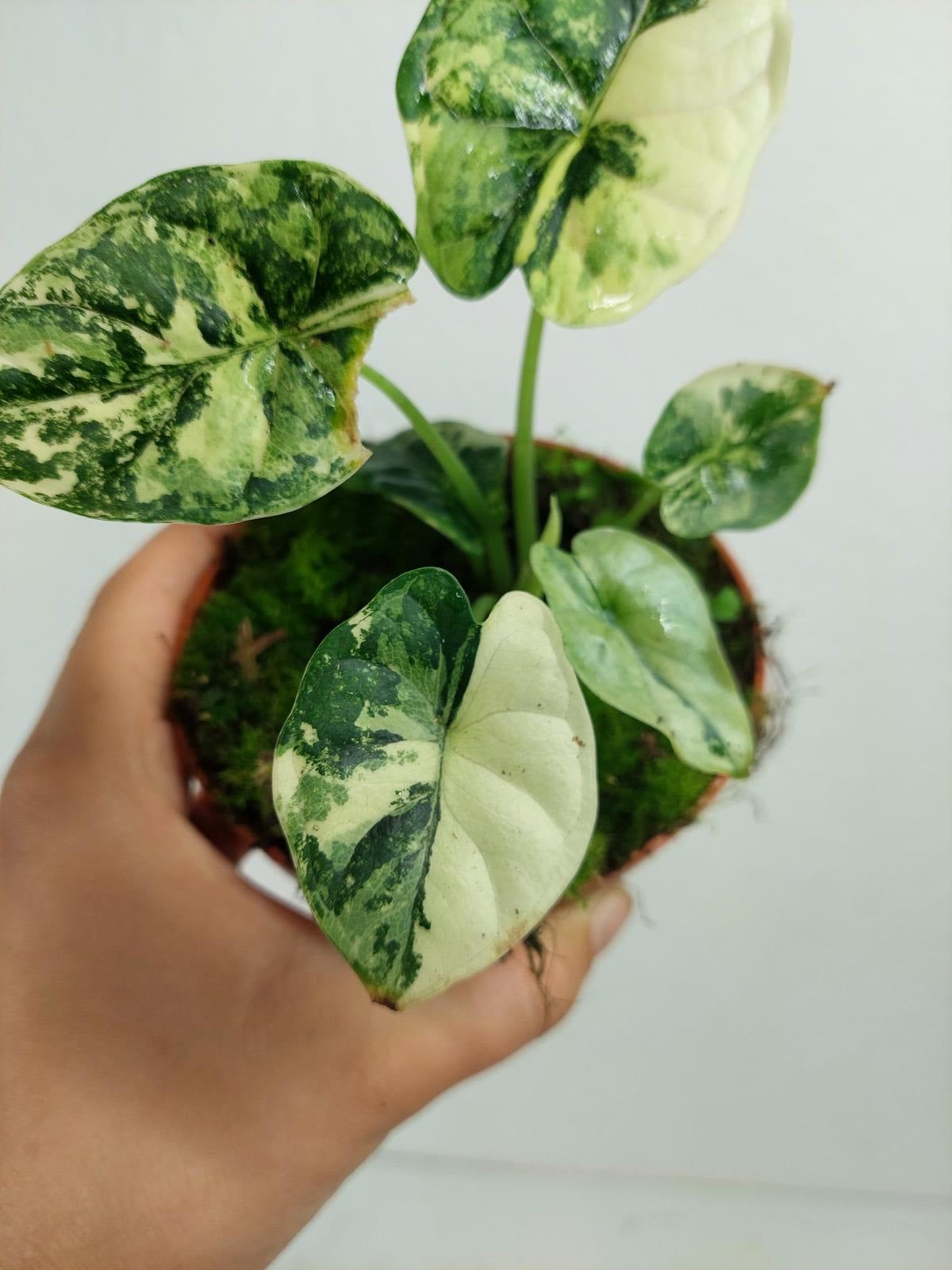 Alocasia Dragon Scale Variegata
