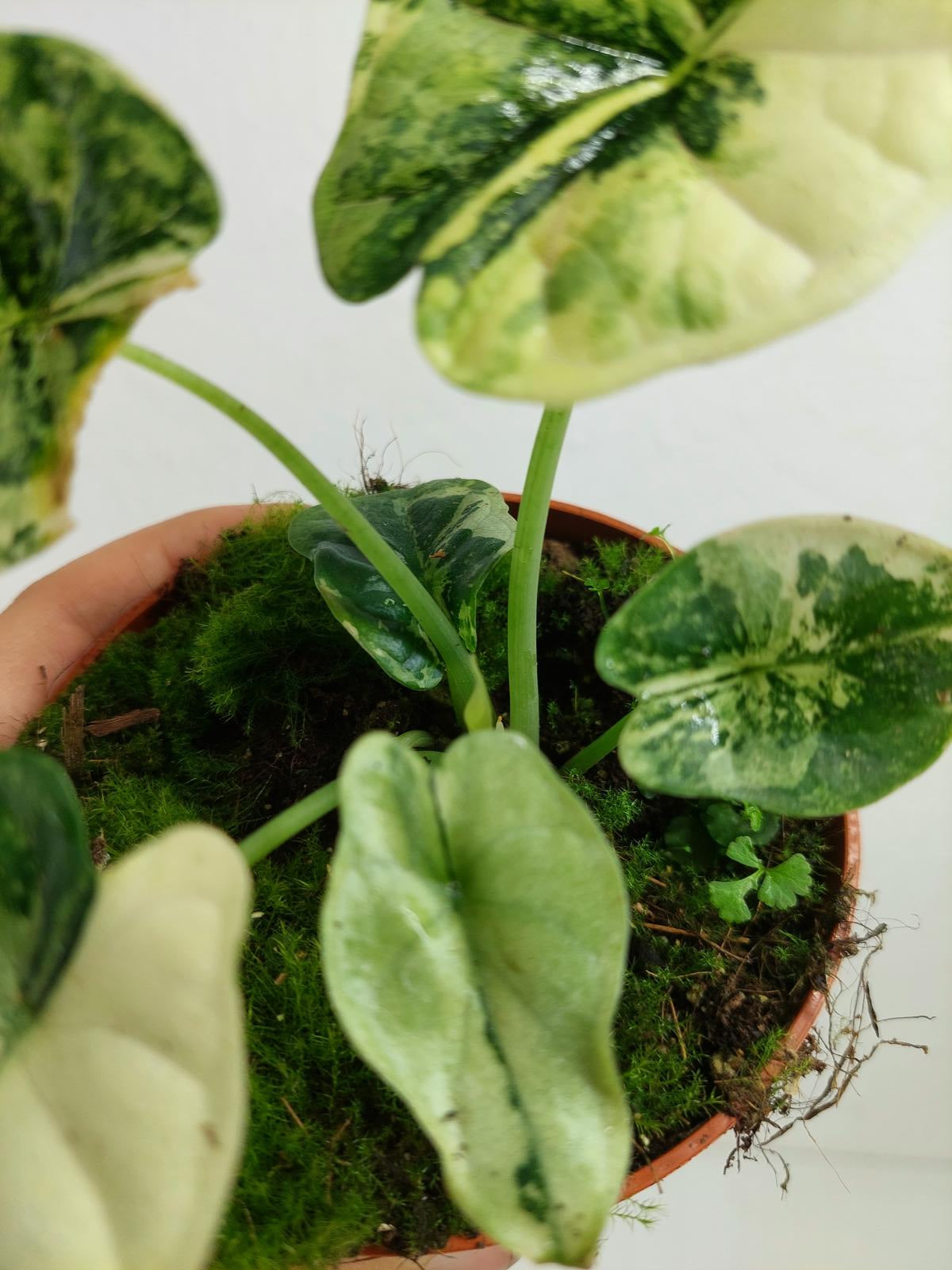 Alocasia Dragon Scale Variegata