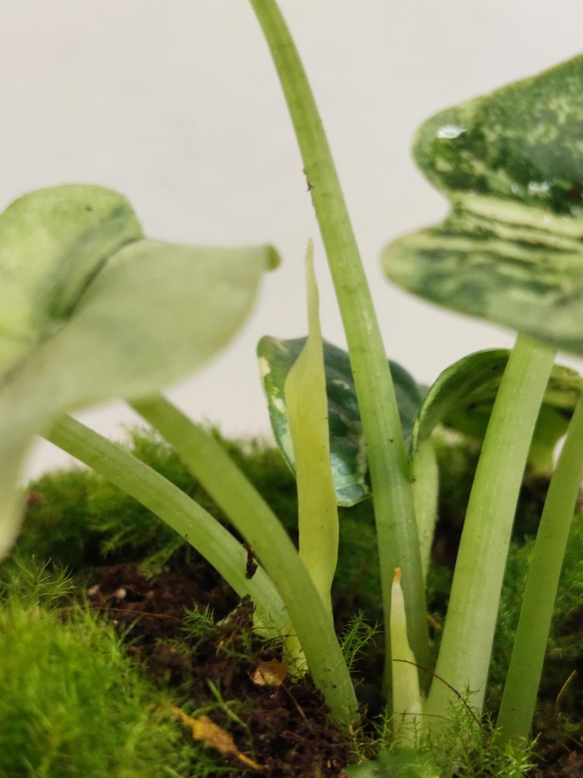 Alocasia Dragon Scale Variegata