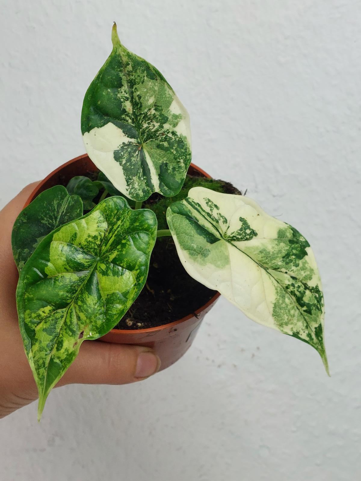 Alocasia Dragon Scale Variegata