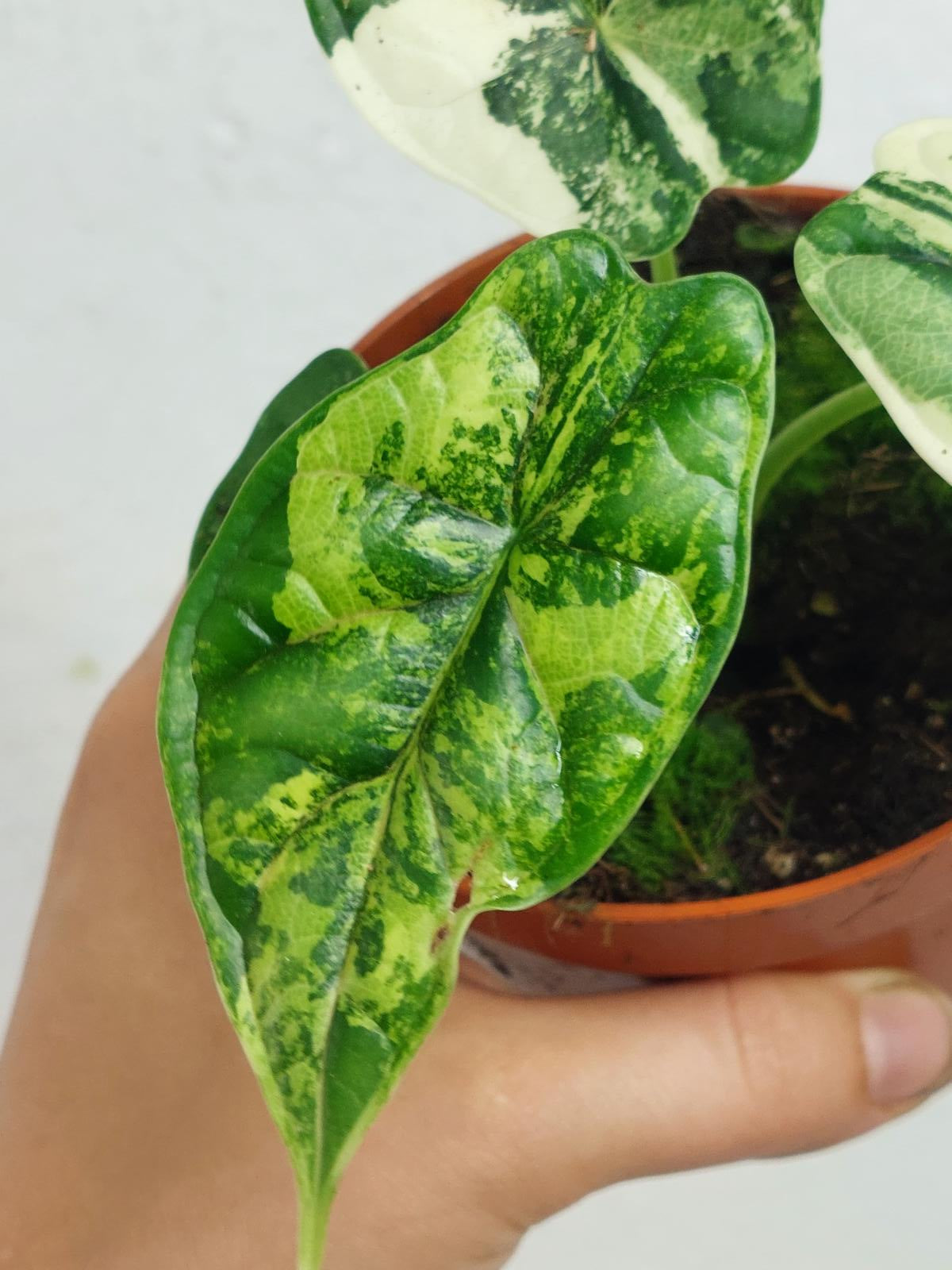 Alocasia Dragon Scale Variegata