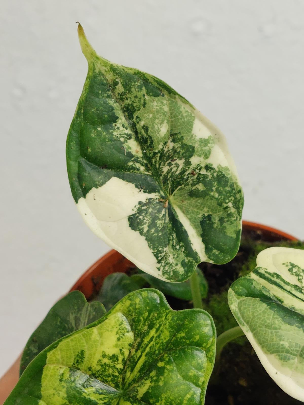 Alocasia Dragon Scale Variegata