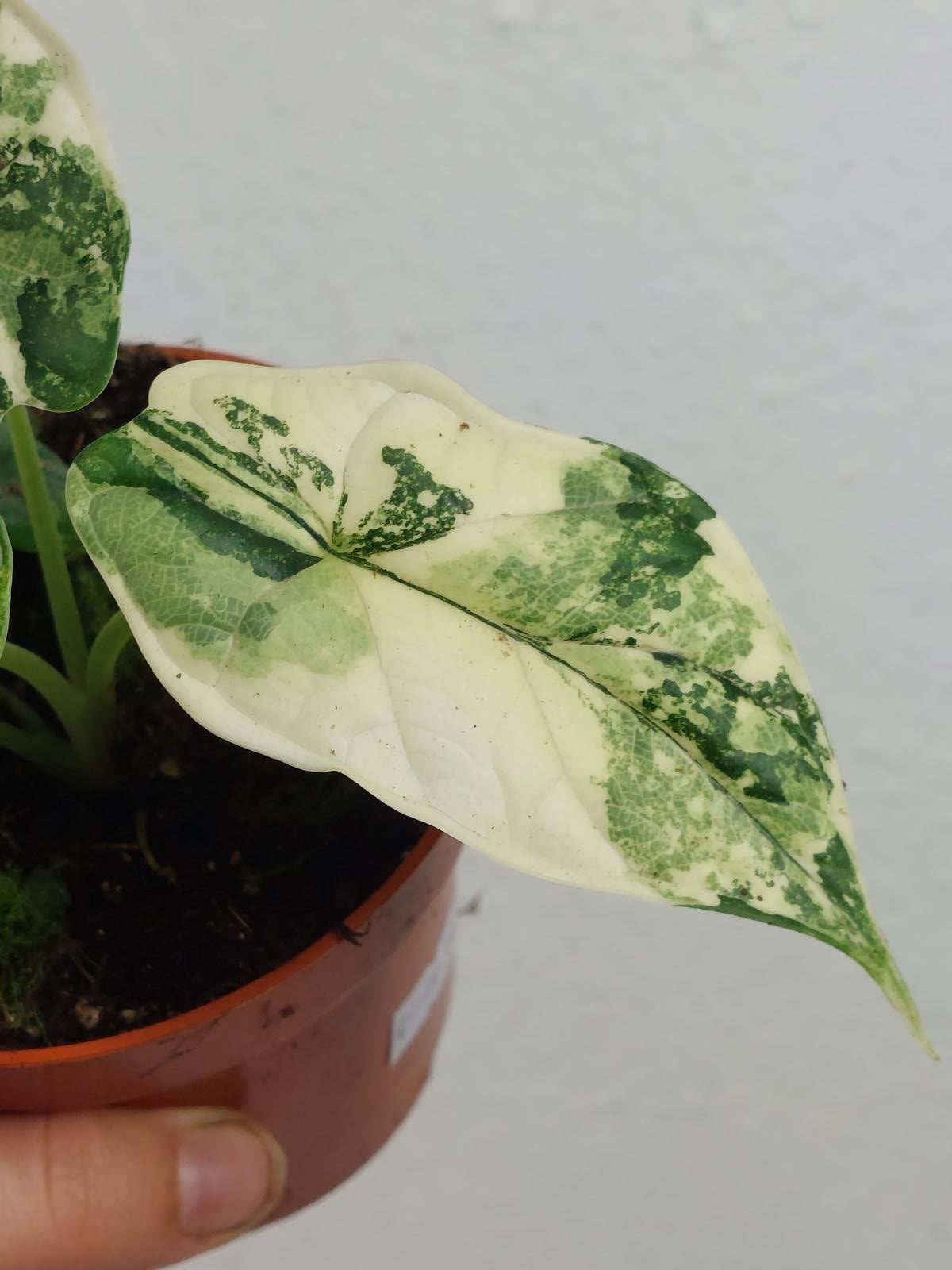 Alocasia Dragon Scale Variegata