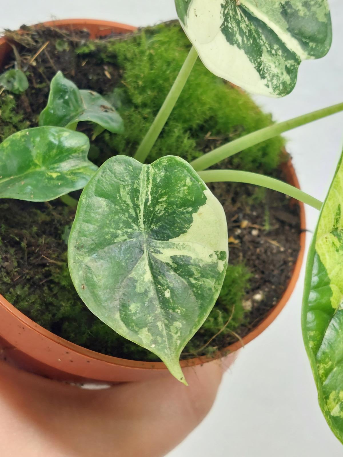 Alocasia Dragon Scale Variegata