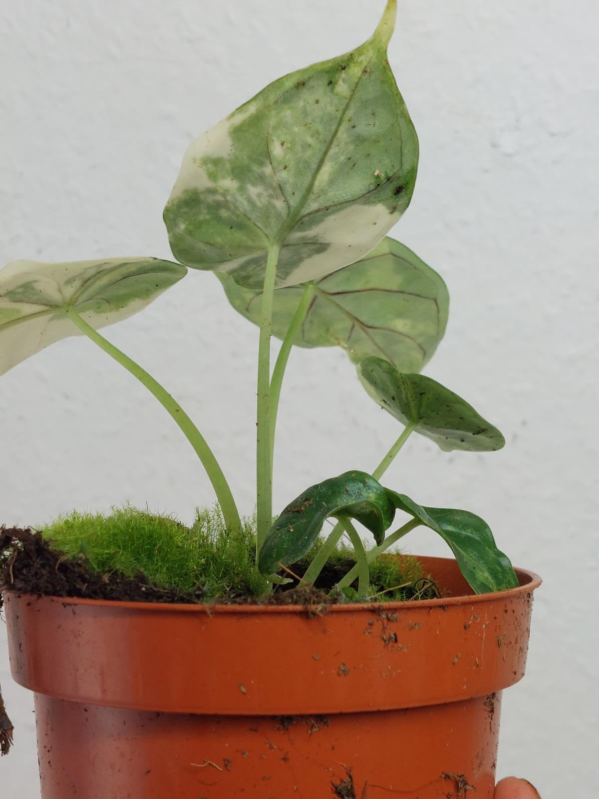 Alocasia Dragon Scale Variegata