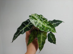 Alocasia Polly Aurea