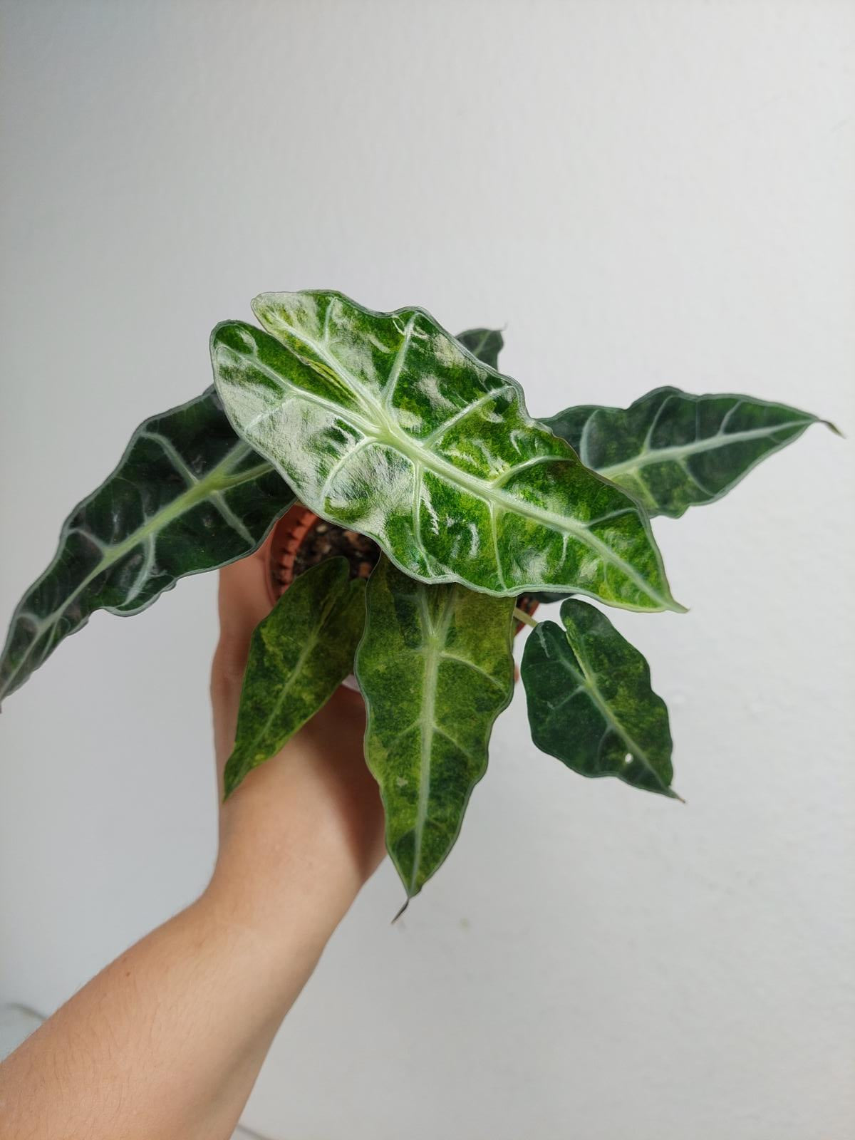 Alocasia Polly Aurea