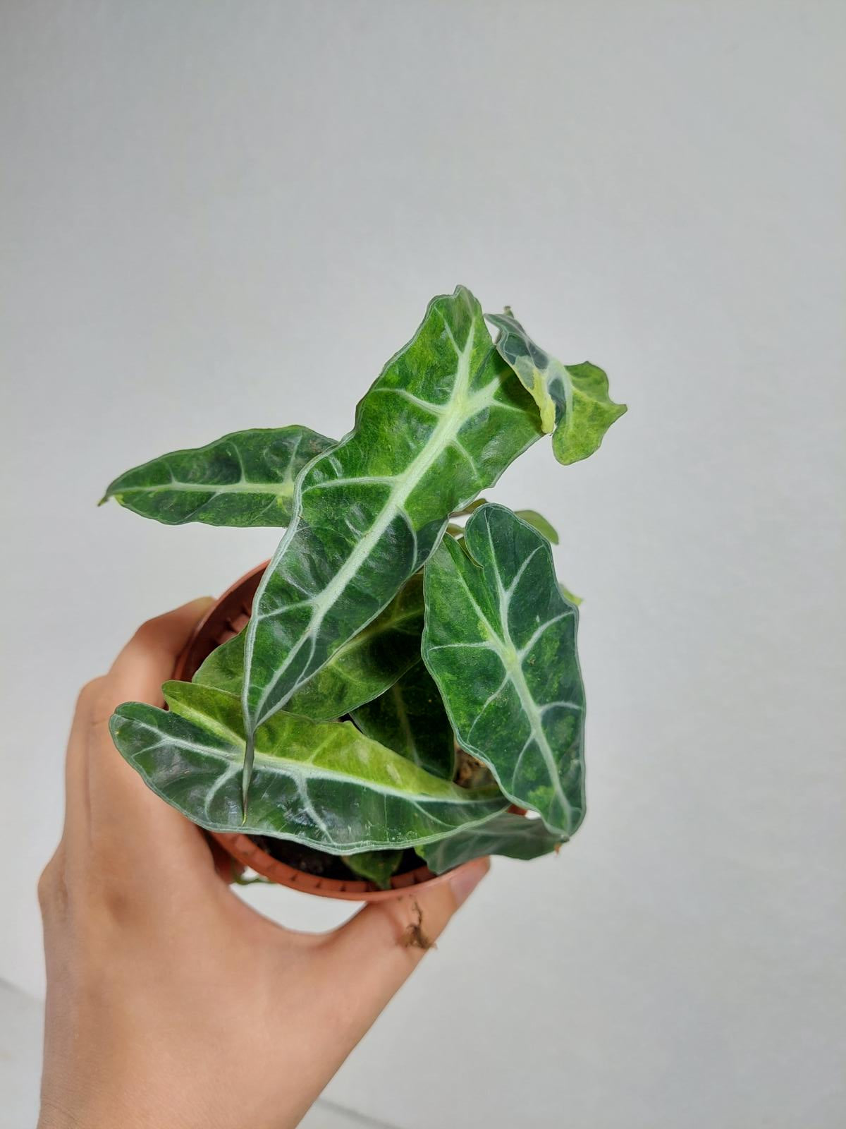 Alocasia Polly Aurea