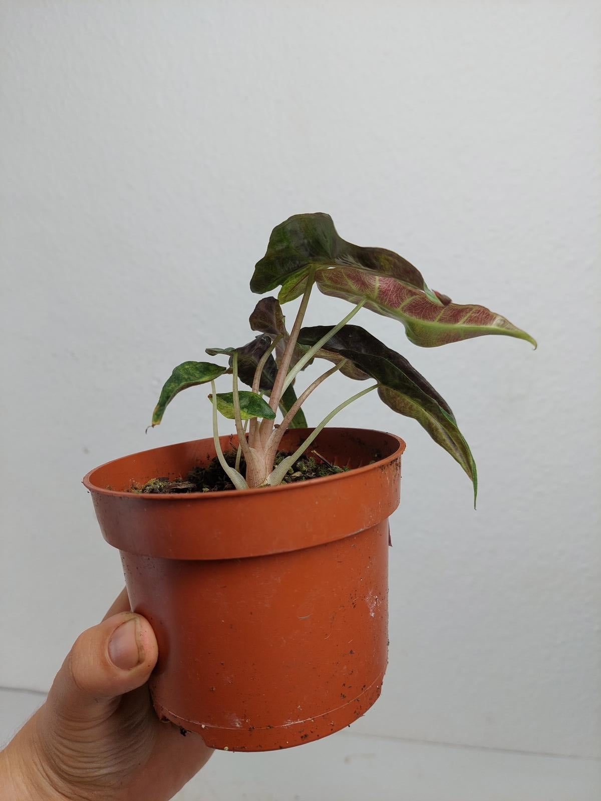 Alocasia Polly Aurea