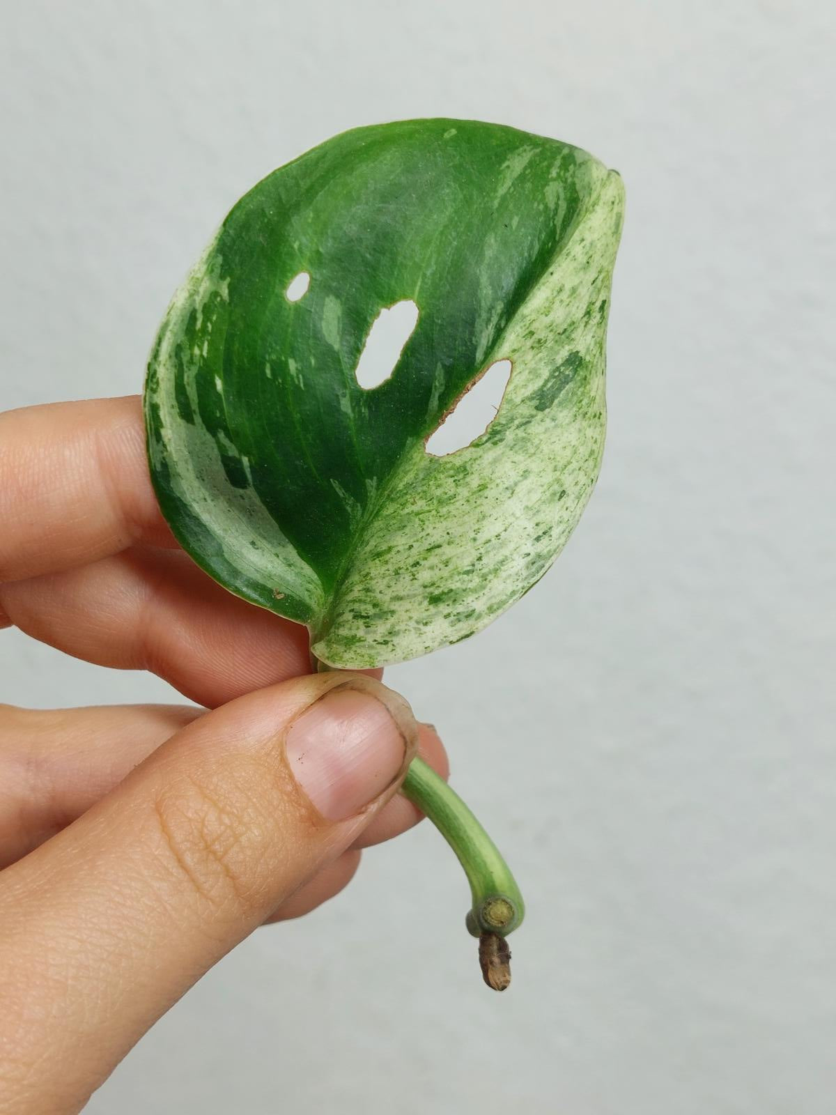 Scindapsus Treubii Moonlight Variegata Stecklinge