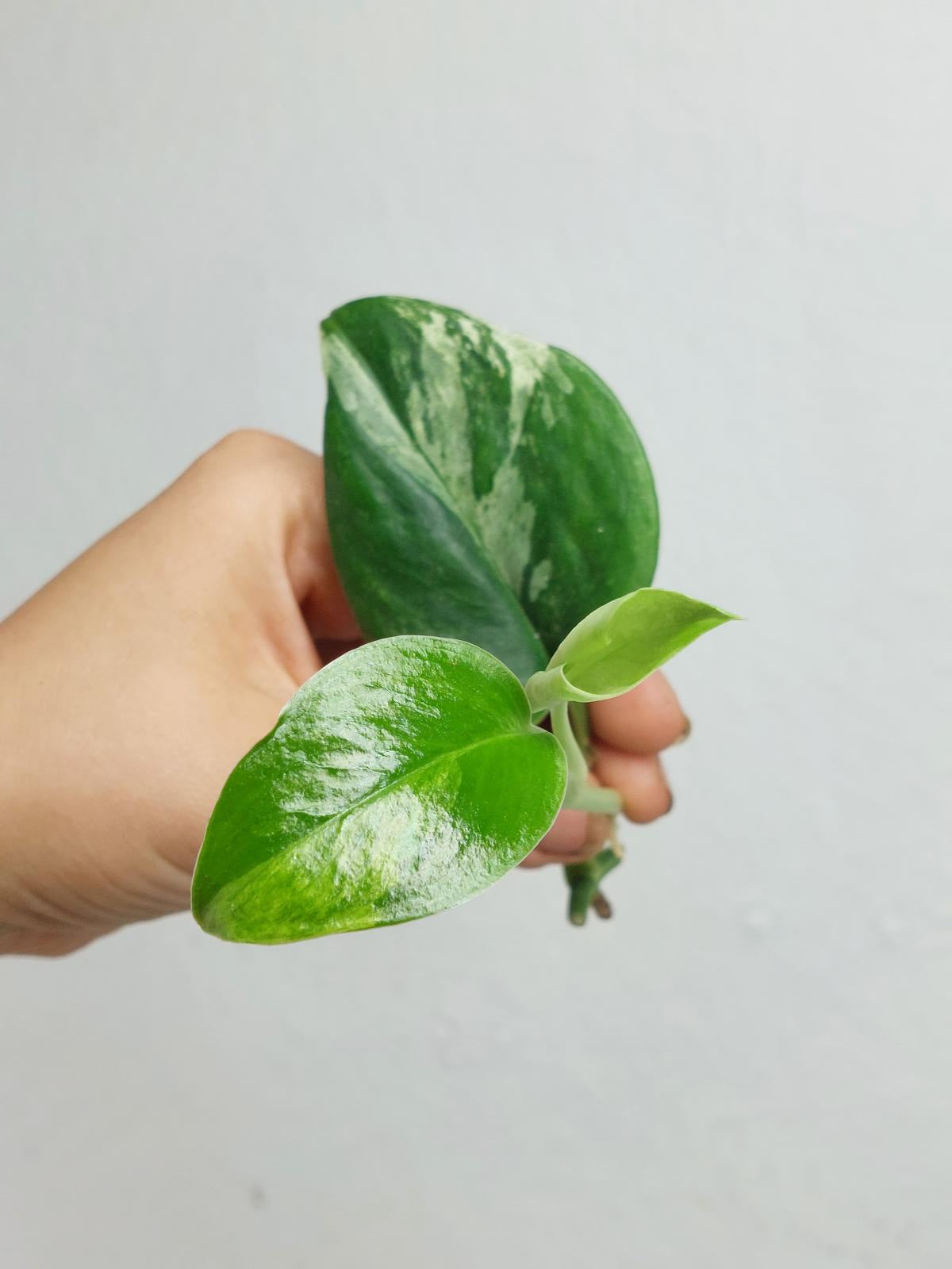 Scindapsus Treubii Moonlight Variegata Stecklinge