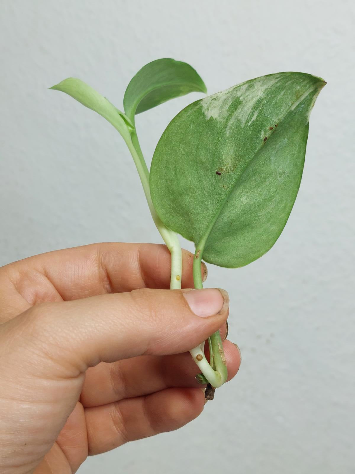 Scindapsus Treubii Moonlight Variegata Stecklinge