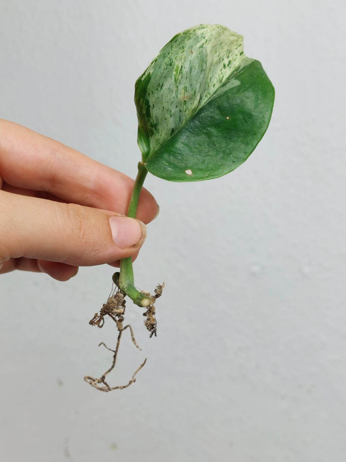 Scindapsus Treubii Moonlight Variegata Stecklinge