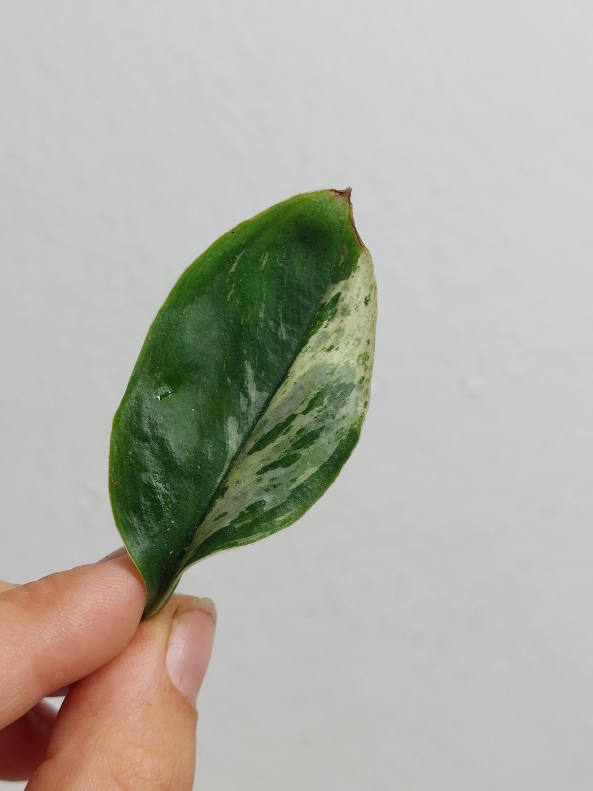 Scindapsus Treubii Moonlight Variegata Stecklinge