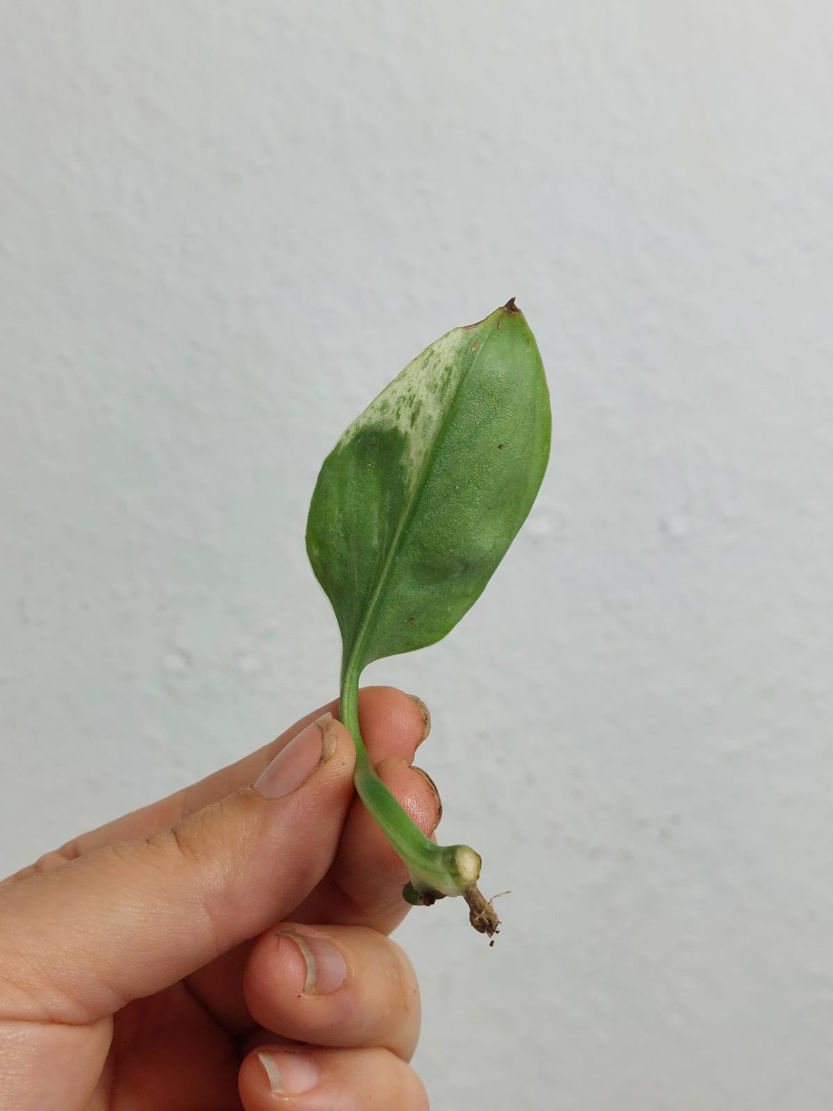 Scindapsus Treubii Moonlight Variegata Stecklinge