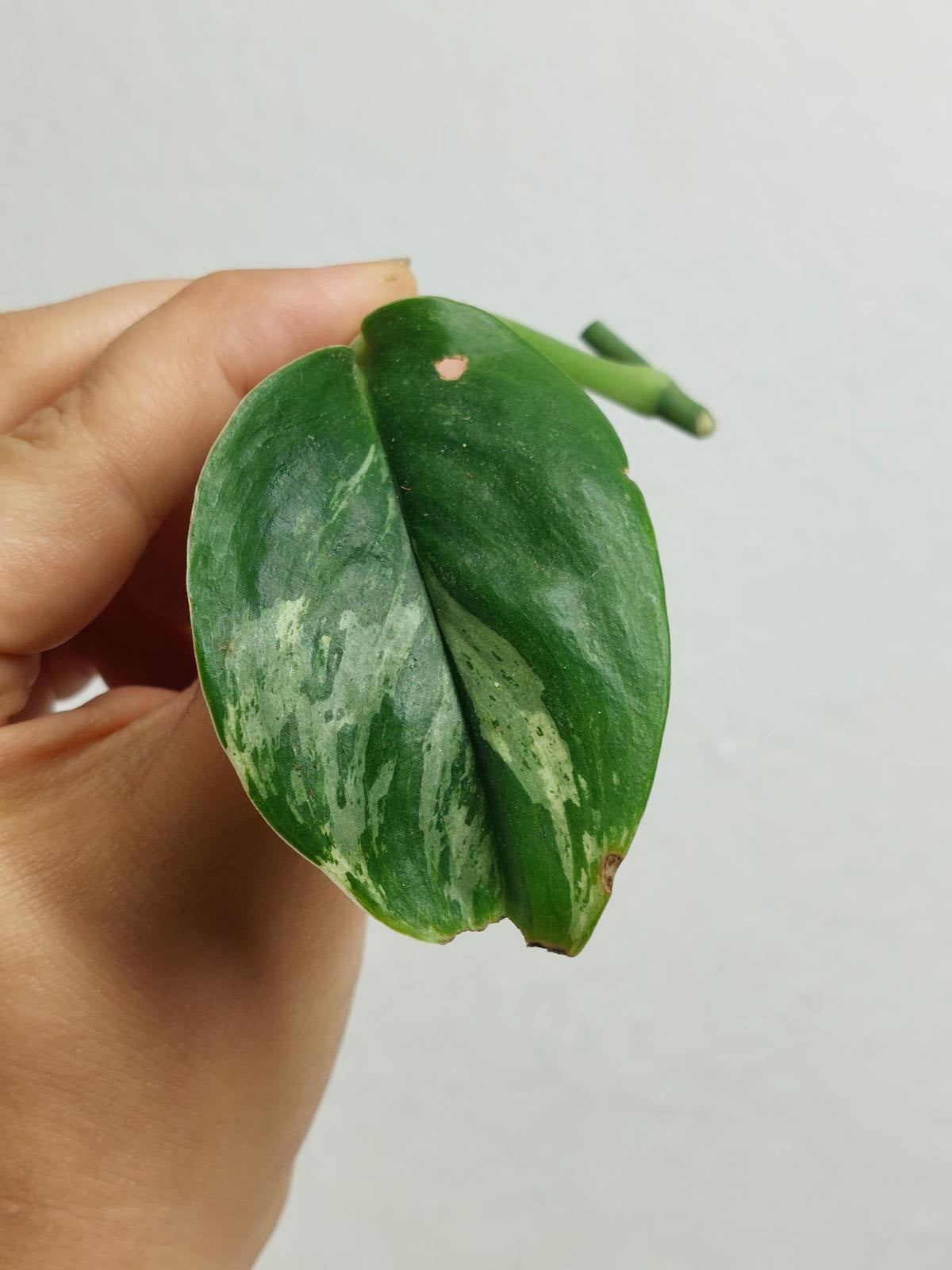 Scindapsus Treubii Moonlight Variegata Stecklinge