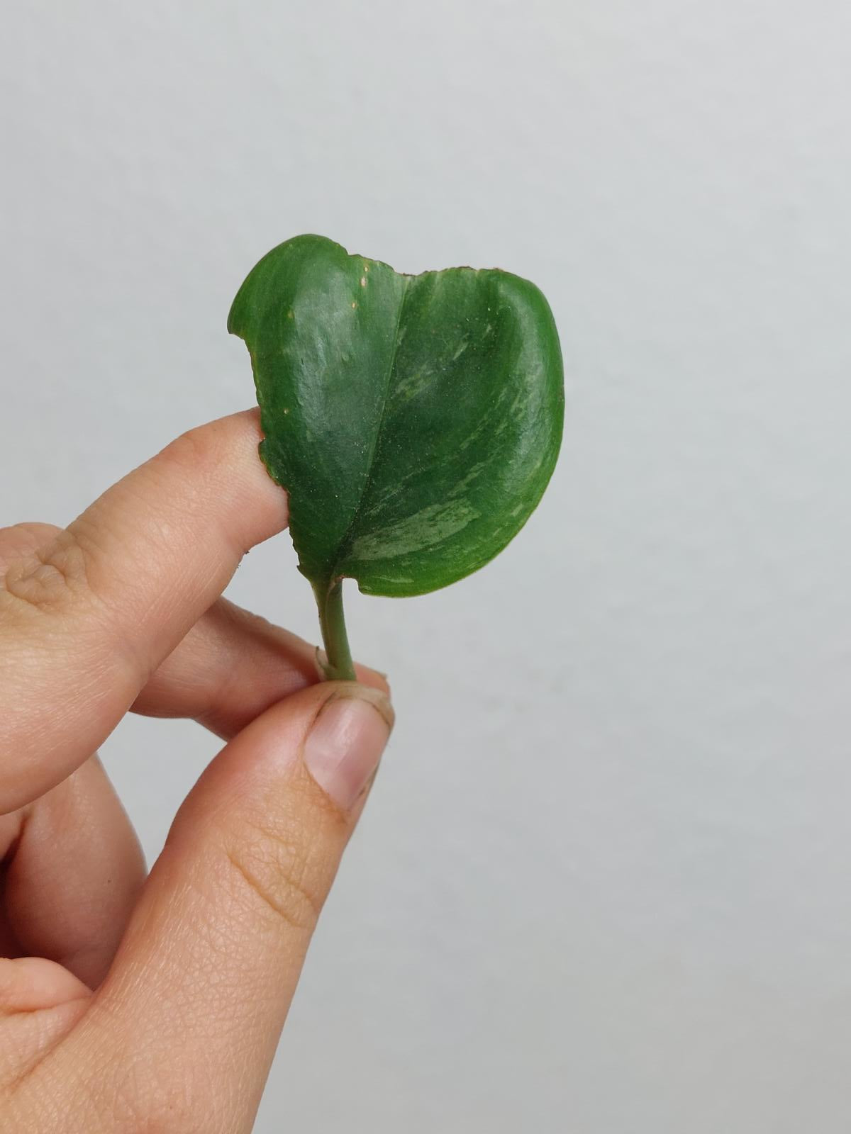 Scindapsus Treubii Moonlight Variegata Stecklinge
