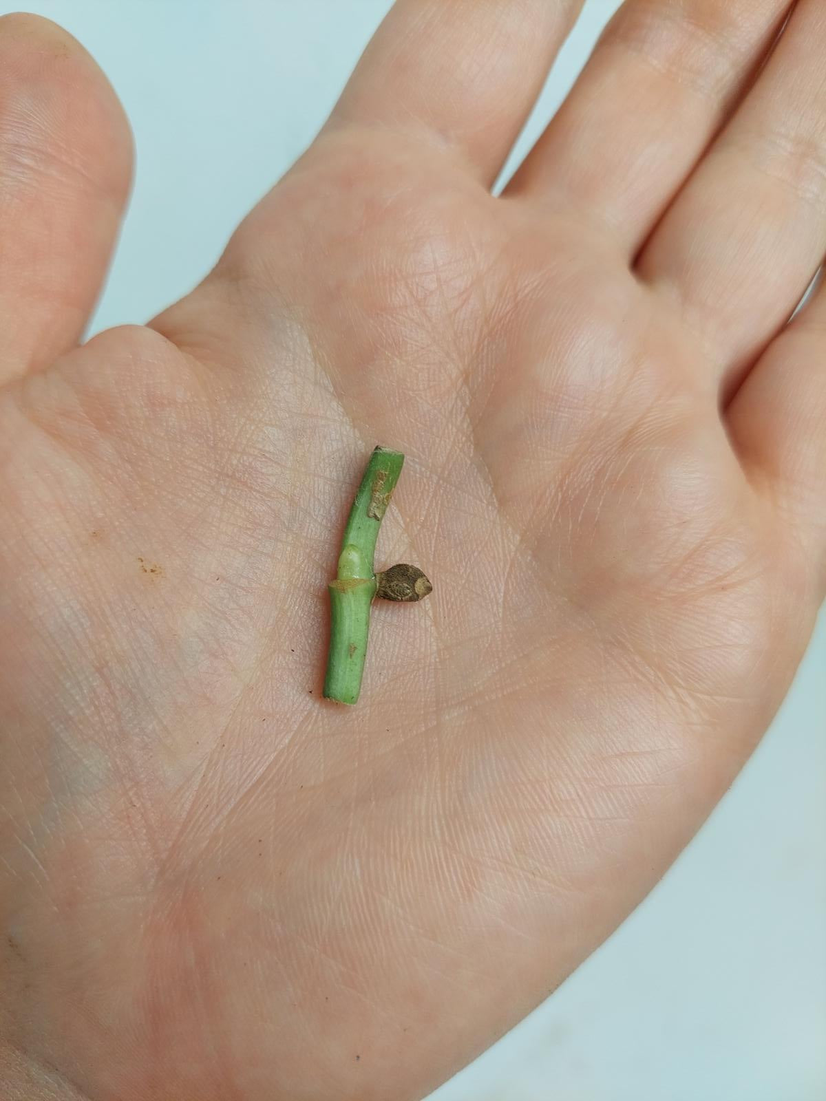 Scindapsus Treubii Moonlight Variegata Stecklinge