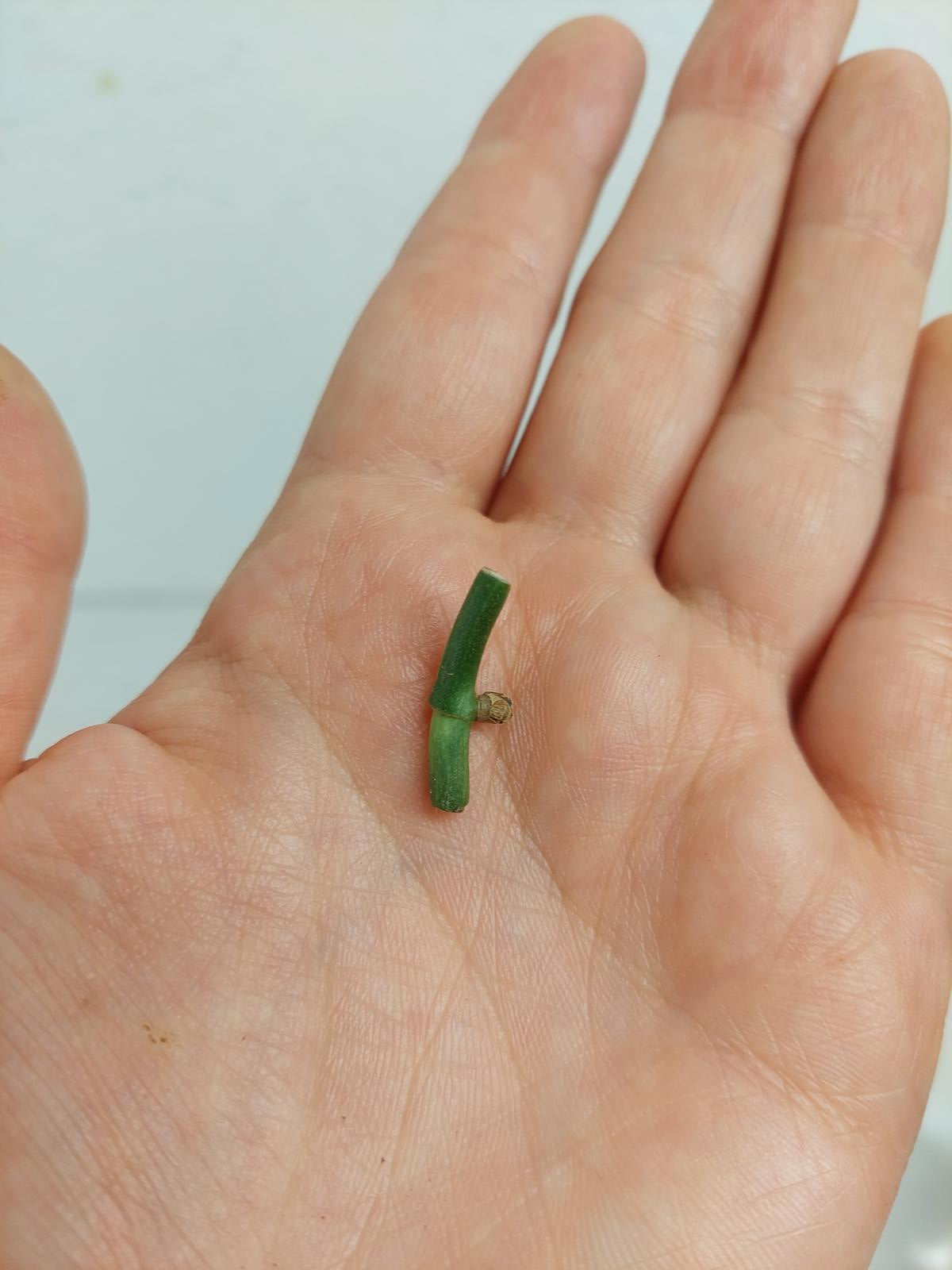 Scindapsus Treubii Moonlight Variegata Stecklinge