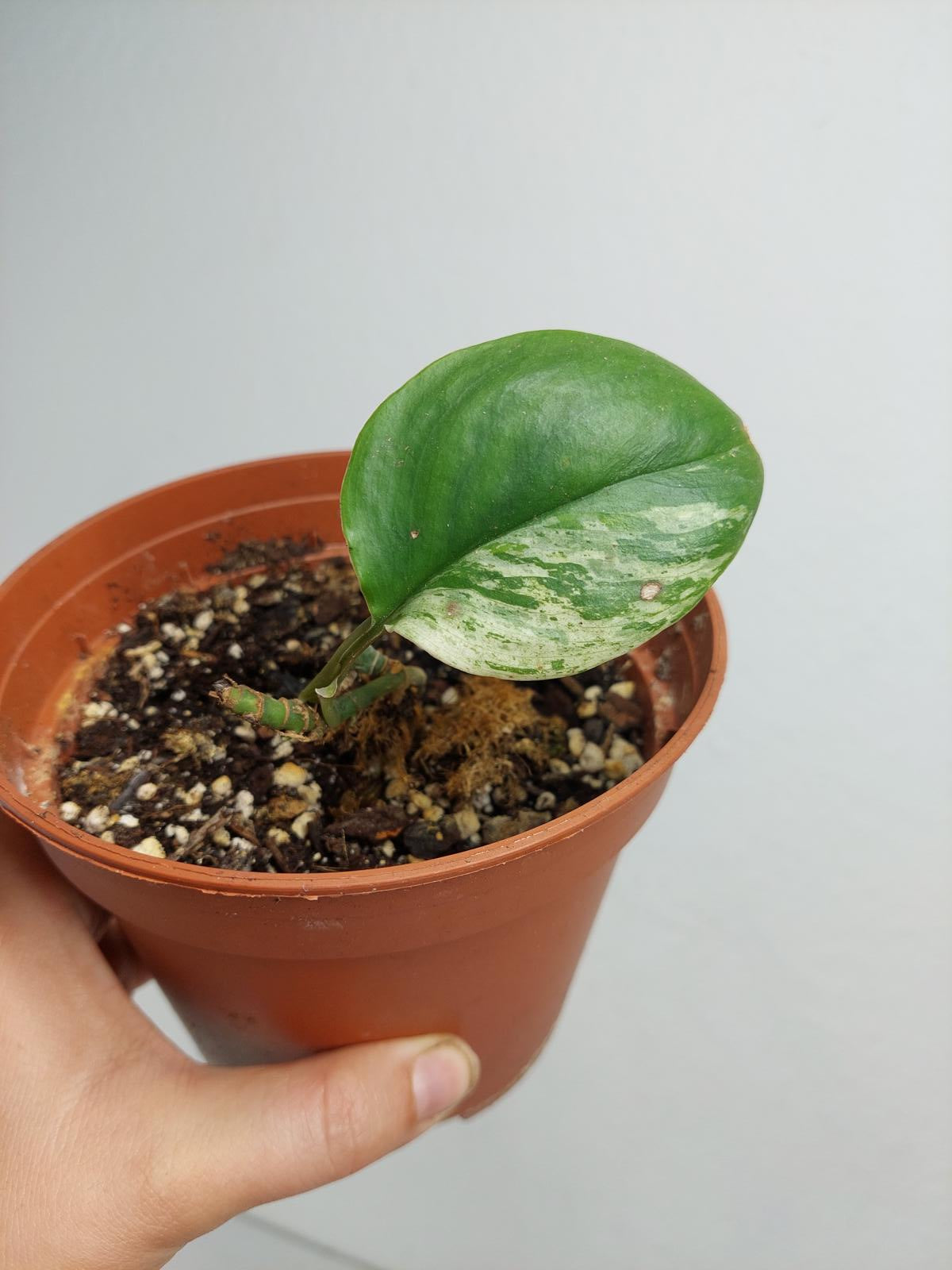 Scindapsus Treubii Moonlight Variegata Stecklinge