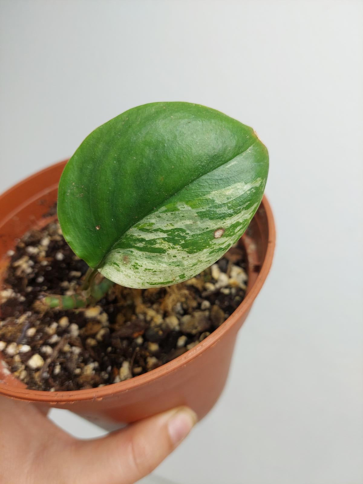 Scindapsus Treubii Moonlight Variegata Stecklinge