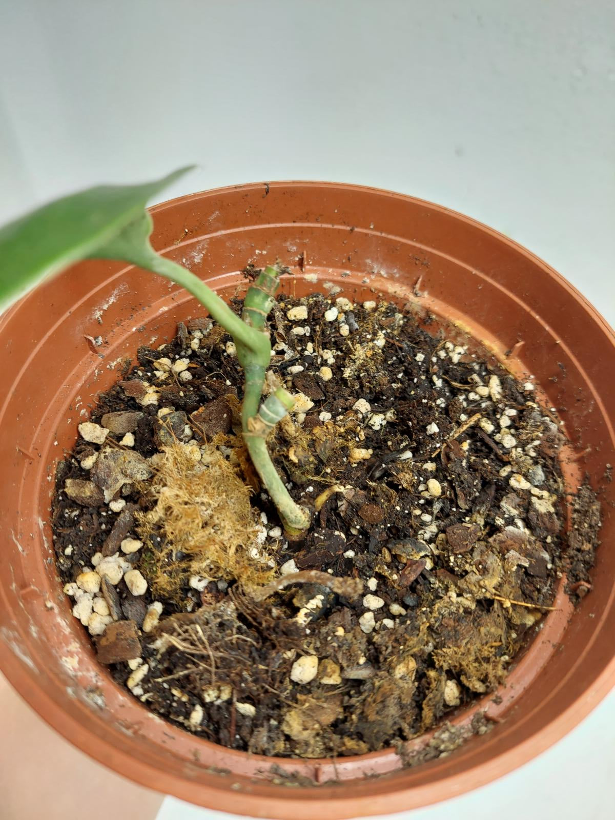 Scindapsus Treubii Moonlight Variegata Stecklinge