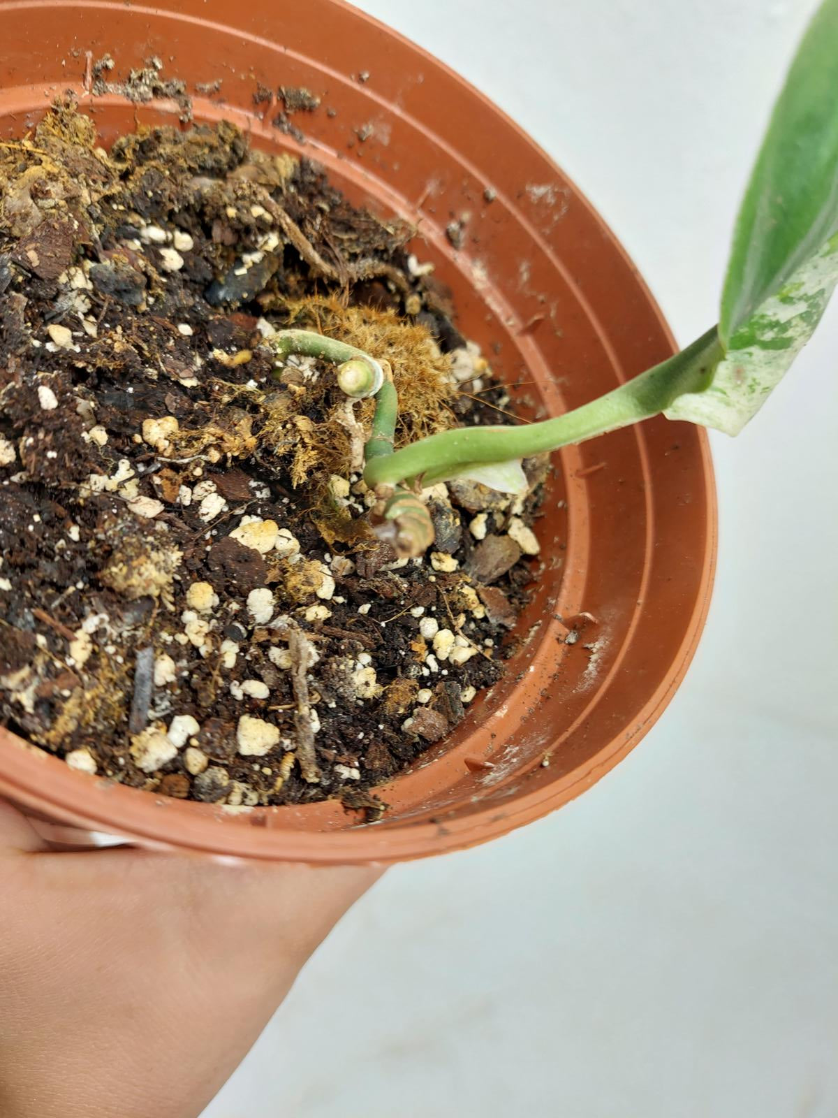 Scindapsus Treubii Moonlight Variegata Stecklinge
