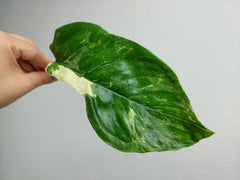 Monstera Lechleriana Variegata Stecklinge
