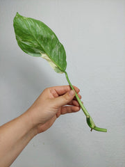 Monstera Lechleriana Variegata Stecklinge
