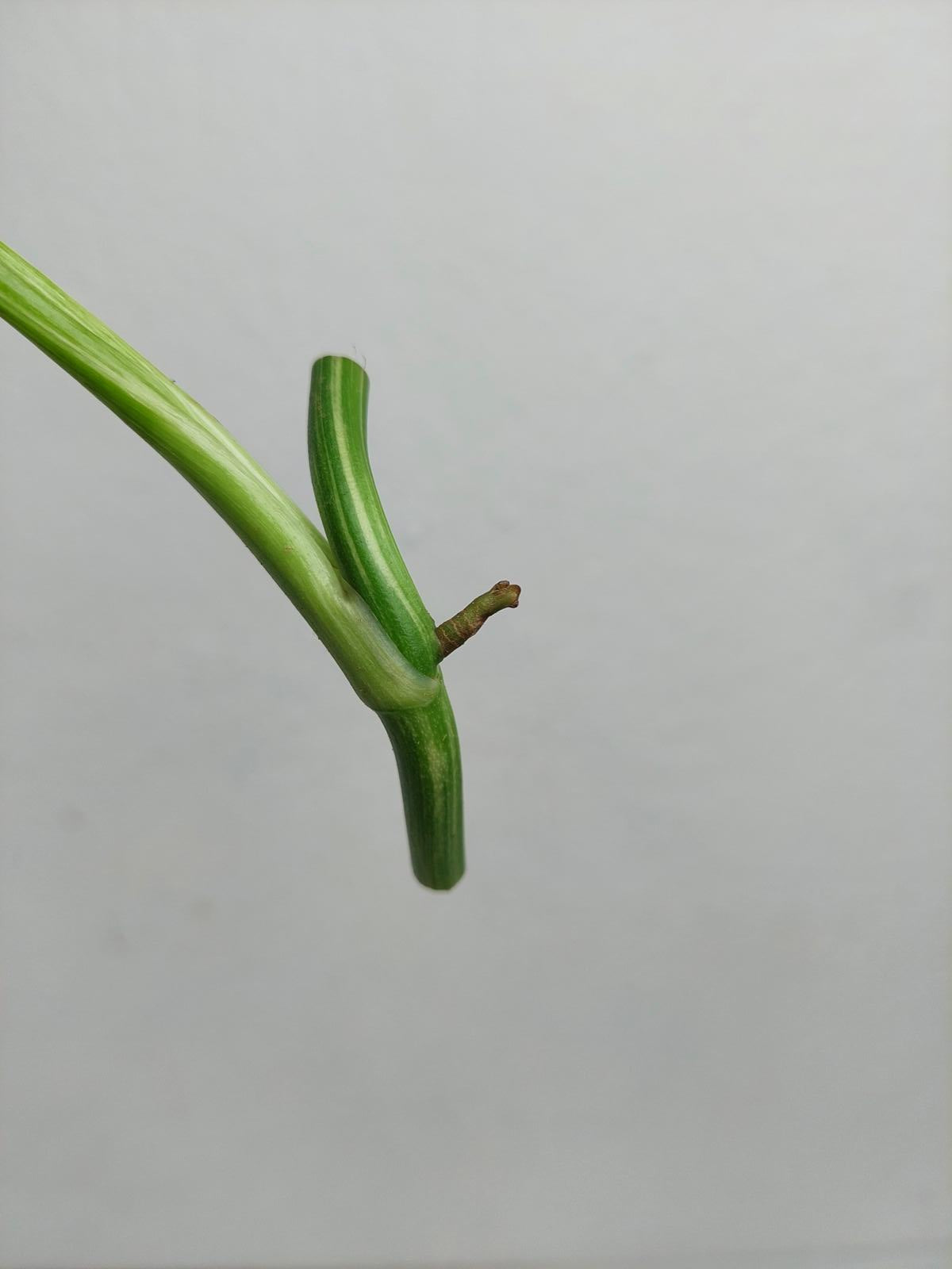 Monstera Lechleriana Variegata Stecklinge