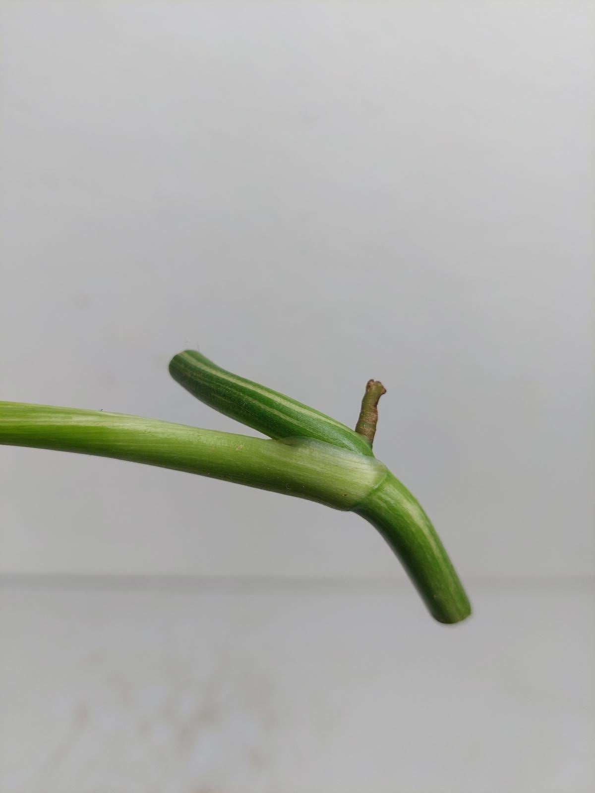 Monstera Lechleriana Variegata Stecklinge