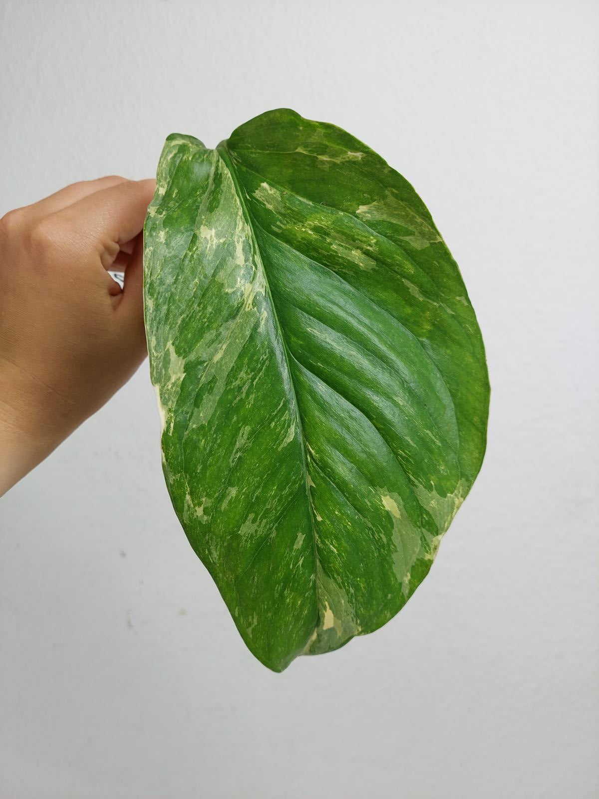 Monstera Lechleriana Variegata Stecklinge